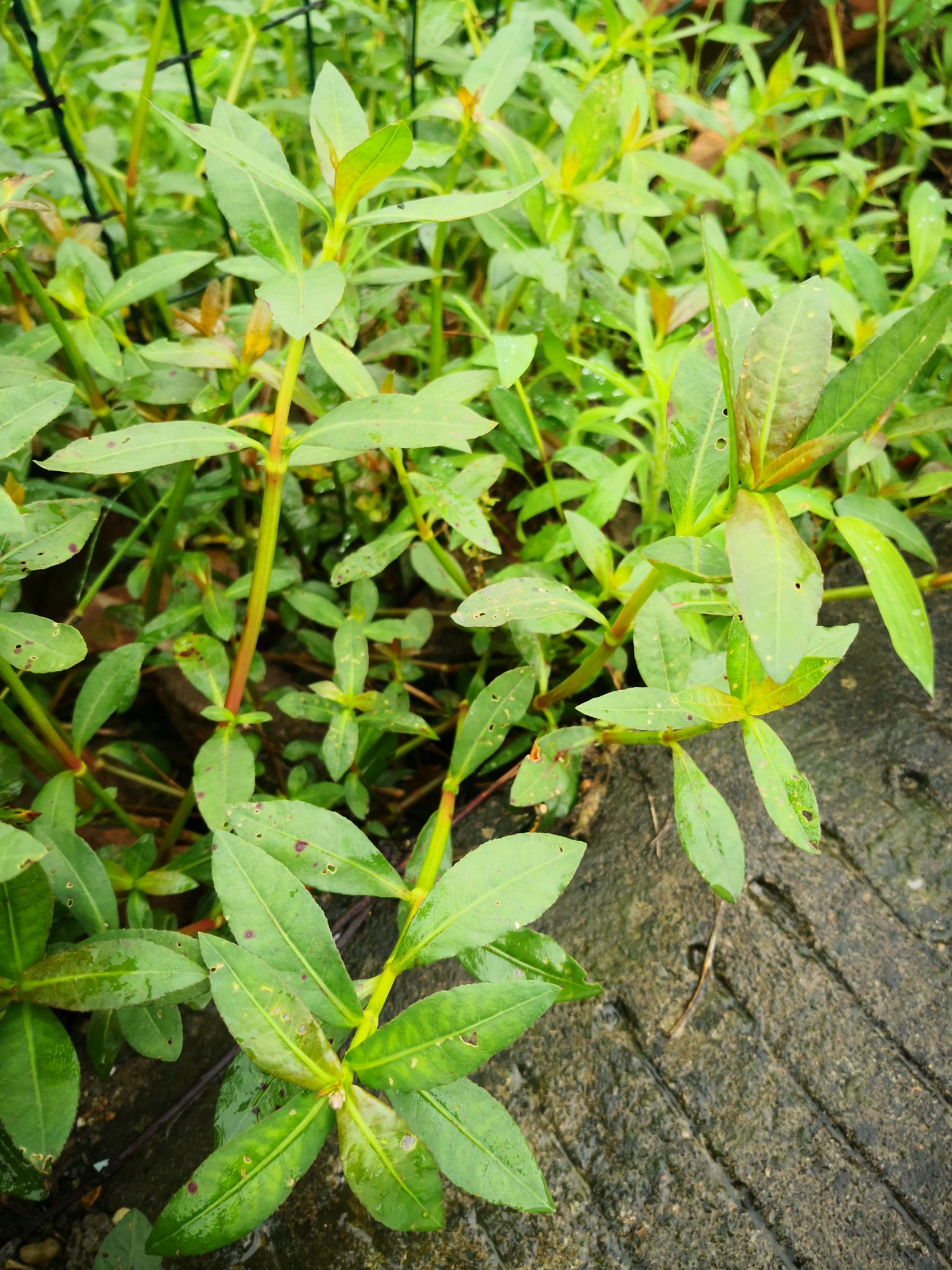 草甘膦 特杀除草 革命草水花生 藤 田旋花 顽固杂草 死草烂根除草快