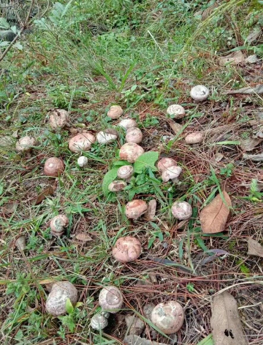 松树菌 天然,高原农产品,松树菇(菌)