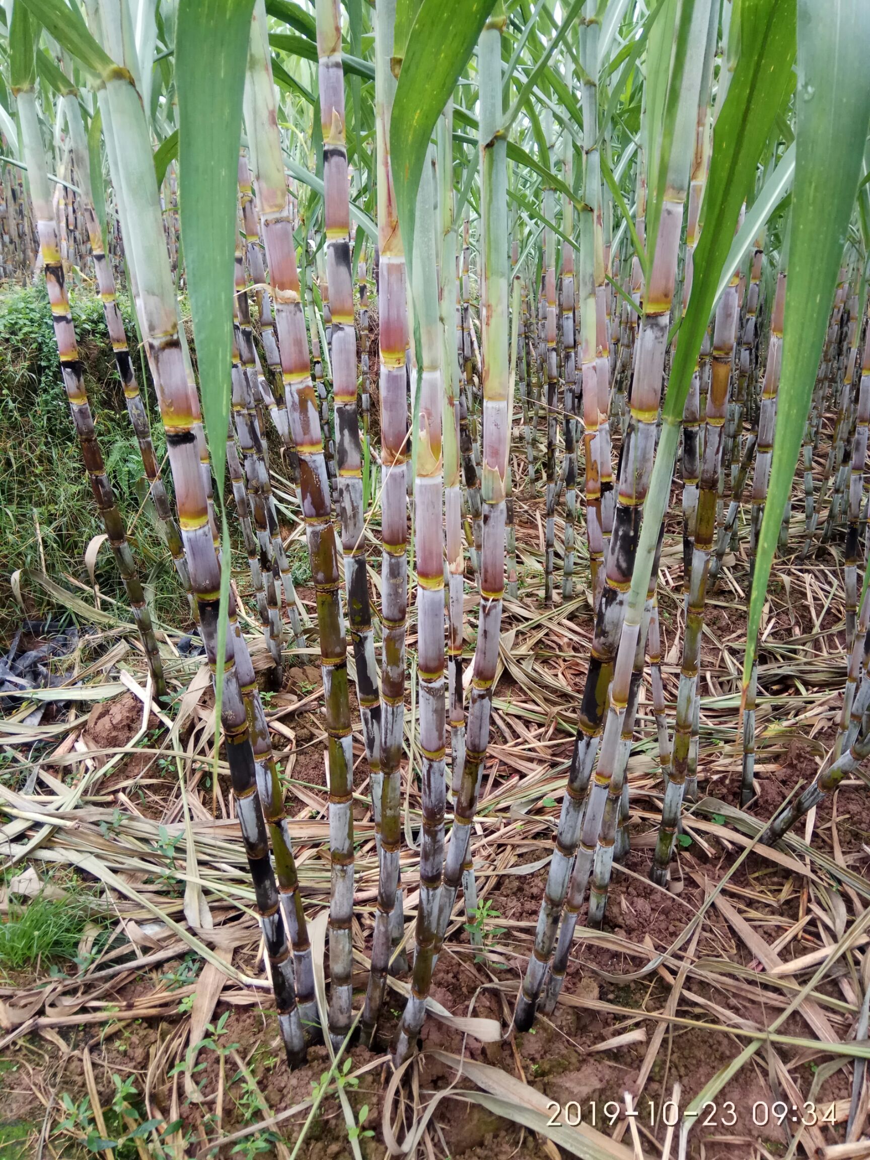 现种植新品种甘蔗,特点是水分多,甜