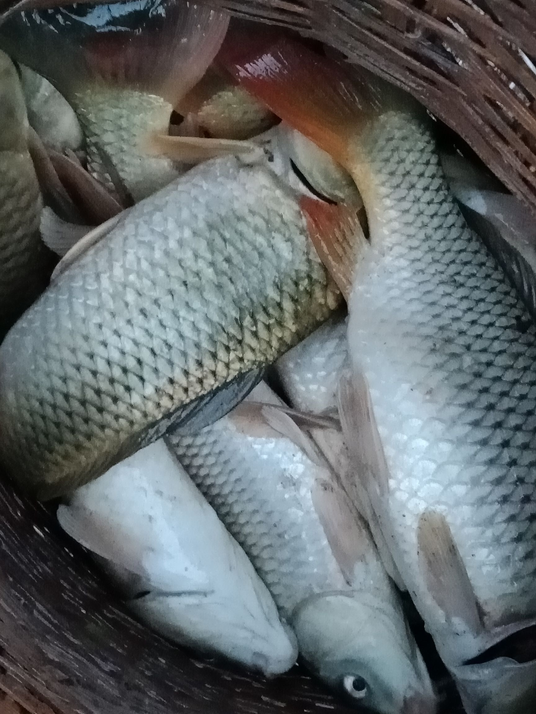 稻花田鱼