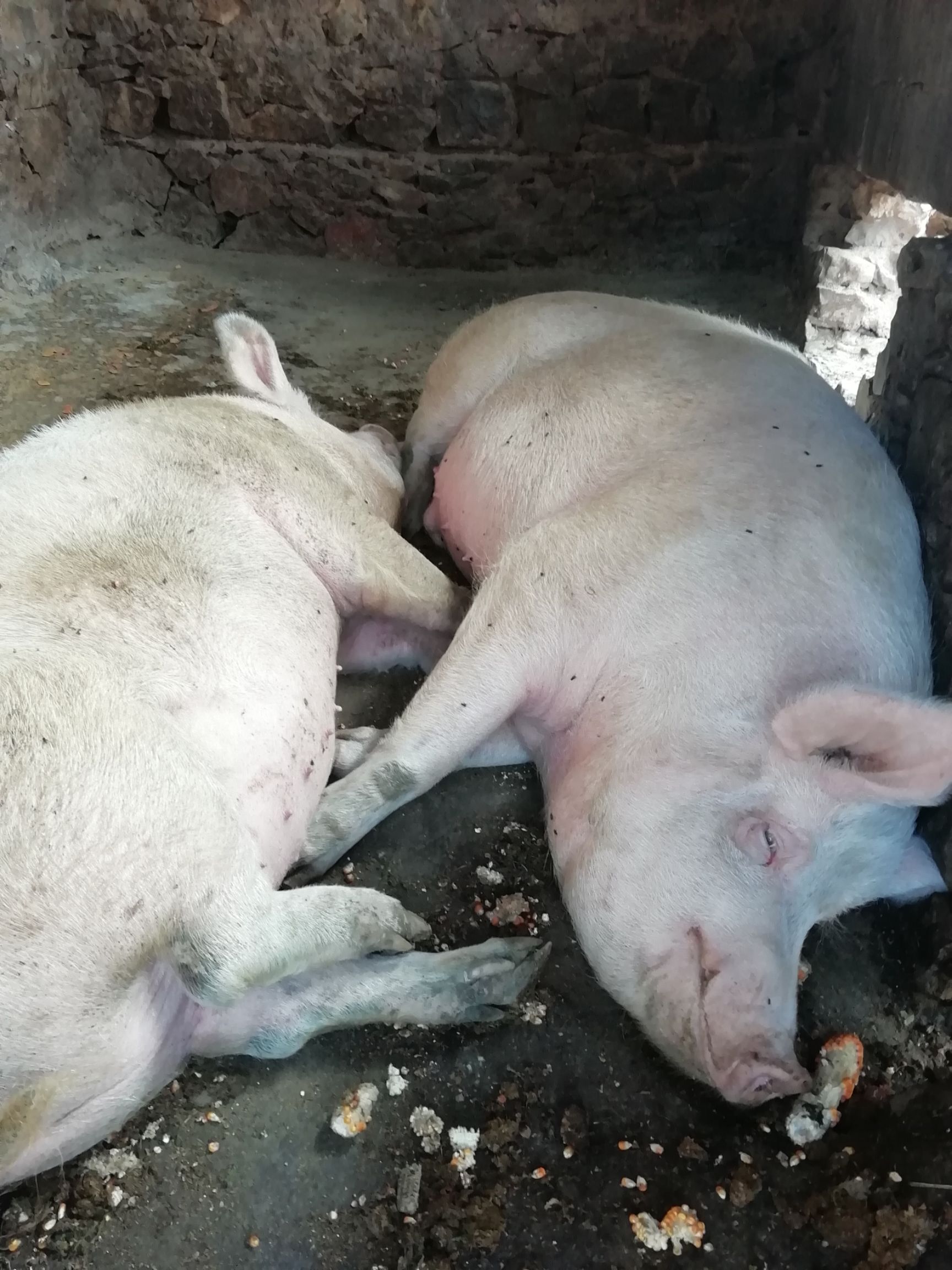 农村无饲料猪,现只有一头