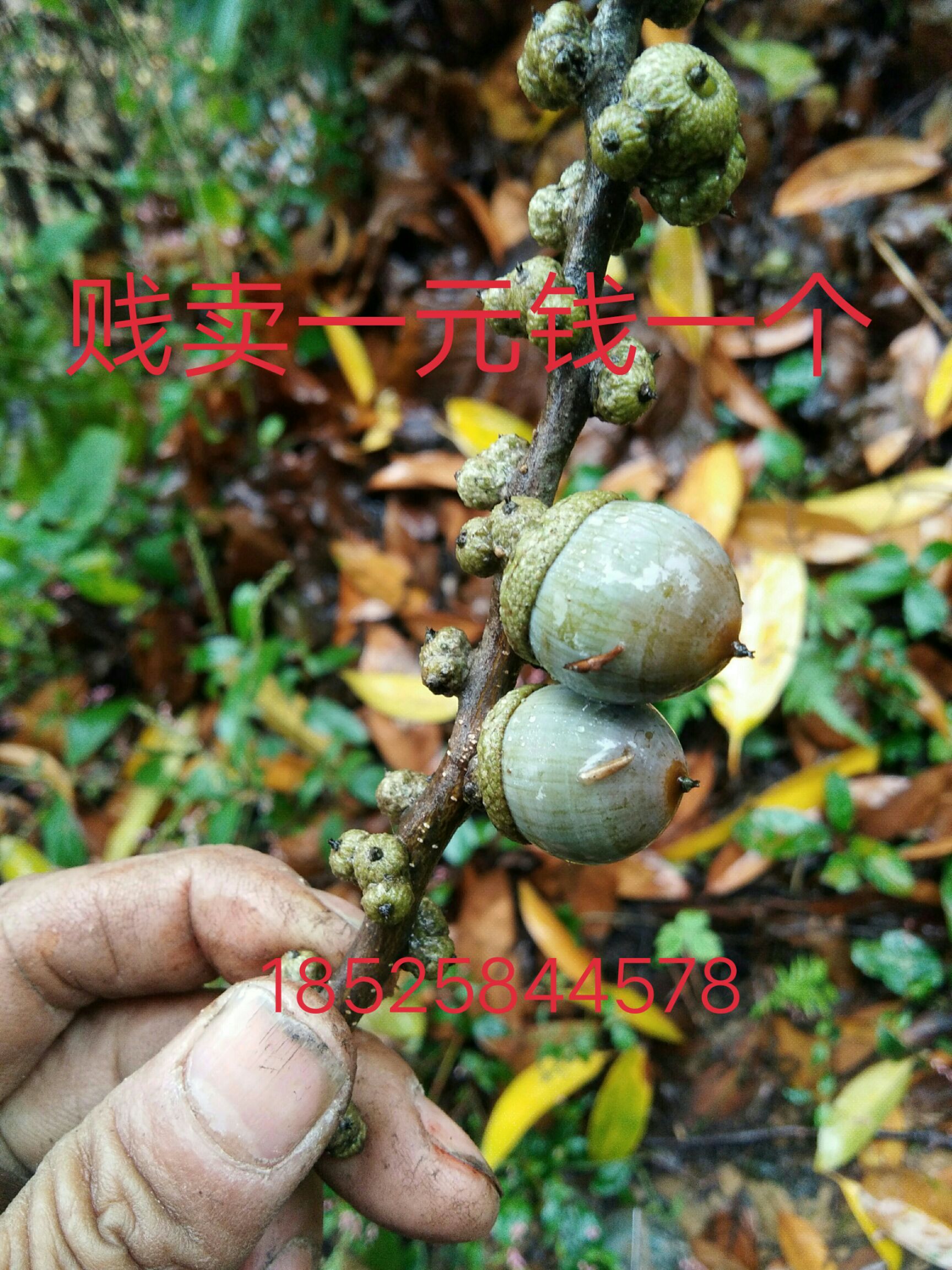 [大橡果树批发]大橡果树 大橡果(壳)价格1元/棵