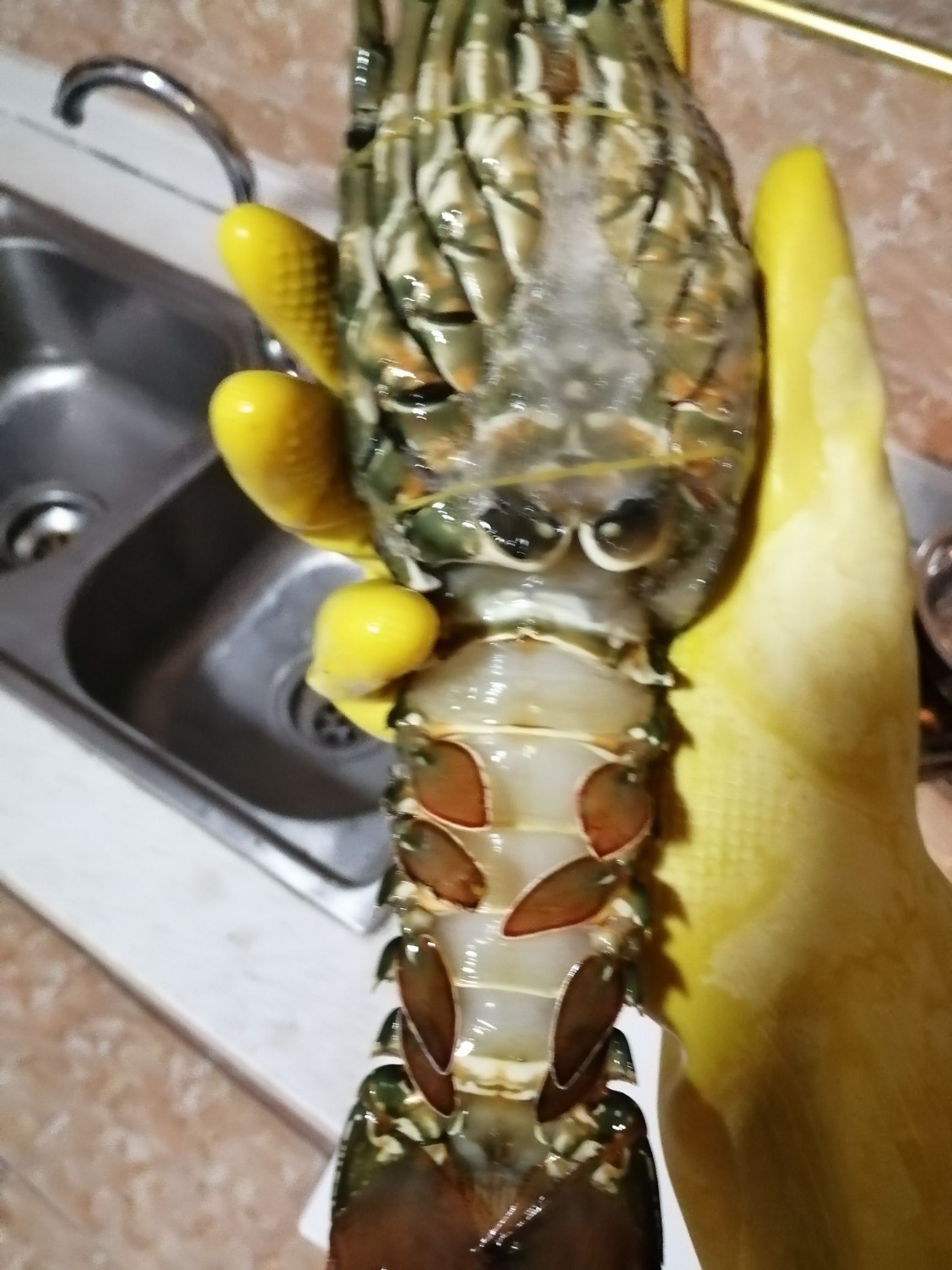 小青龙虾 青龙仔