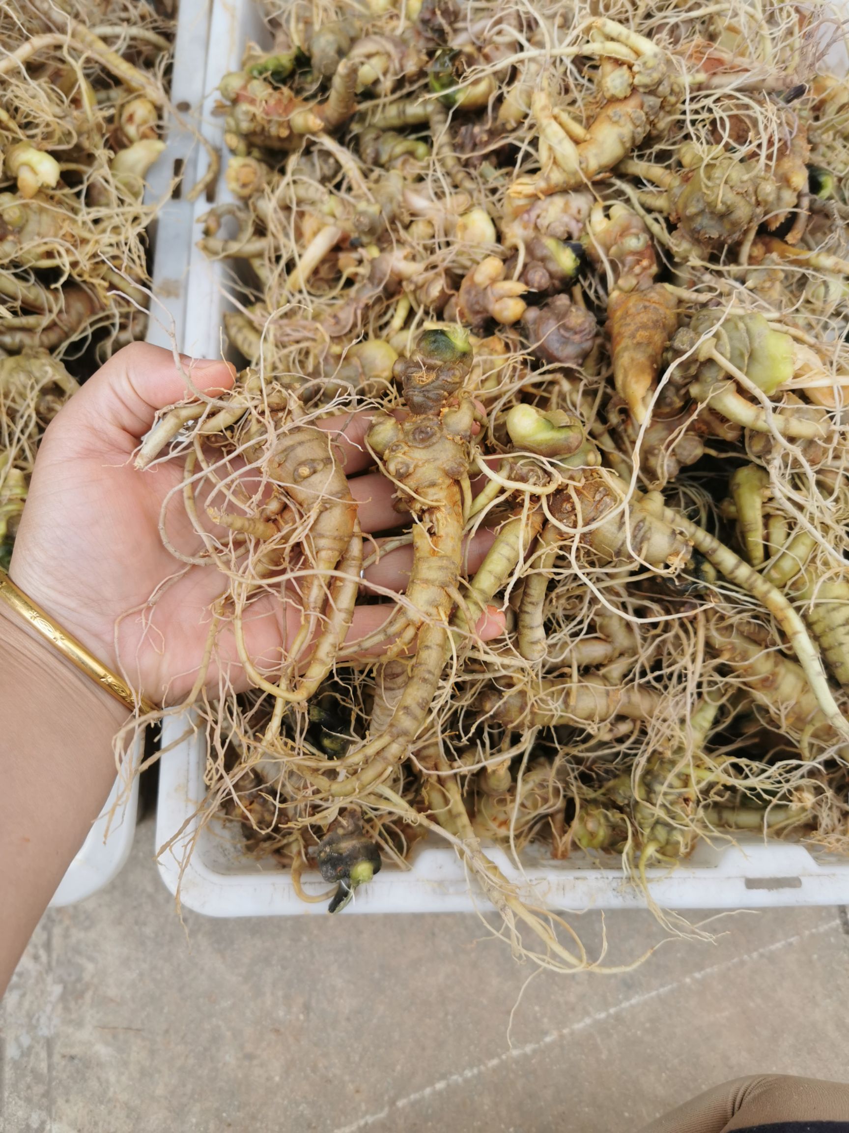 新鲜文山三七