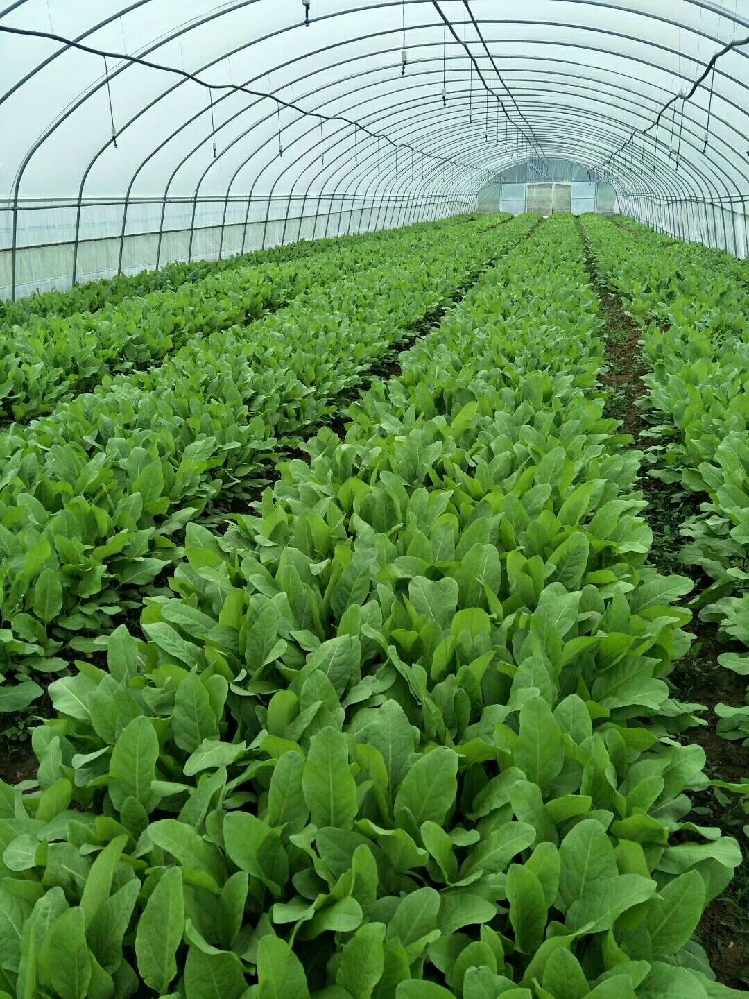 白菜苗 食叶草蛋白菜,大营养,大健康.一次种植,25年生长