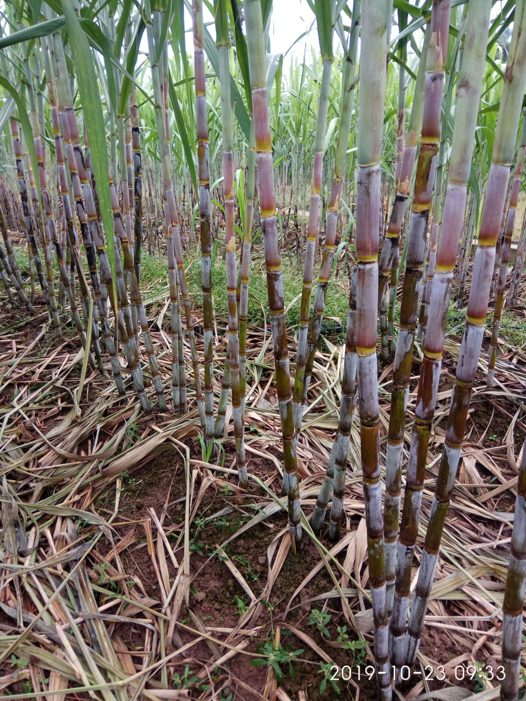 现种植新品种甘蔗,特点是水分多,甜,脆