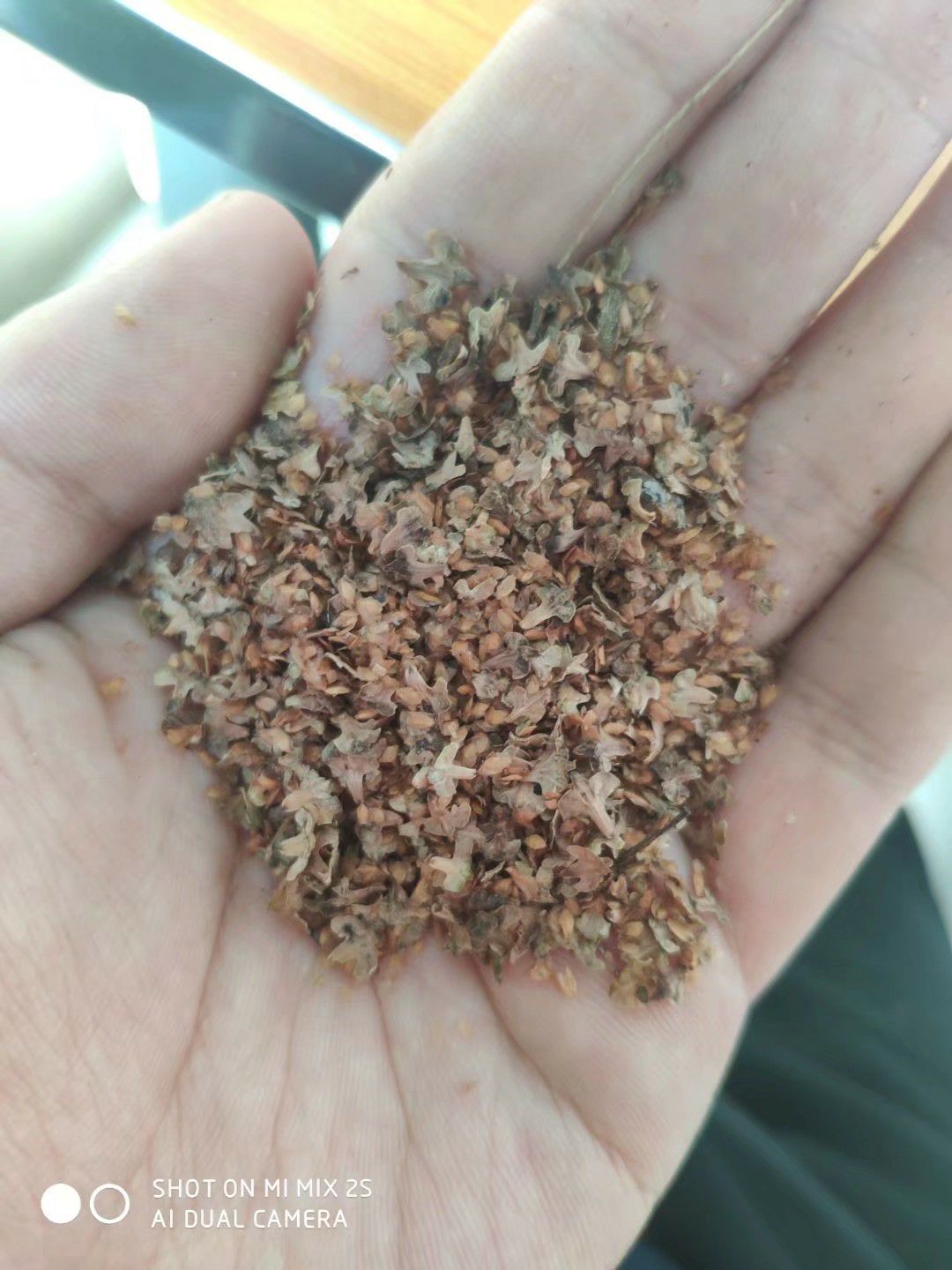 东北白桦种子,辽宁森源苗木种子经销处