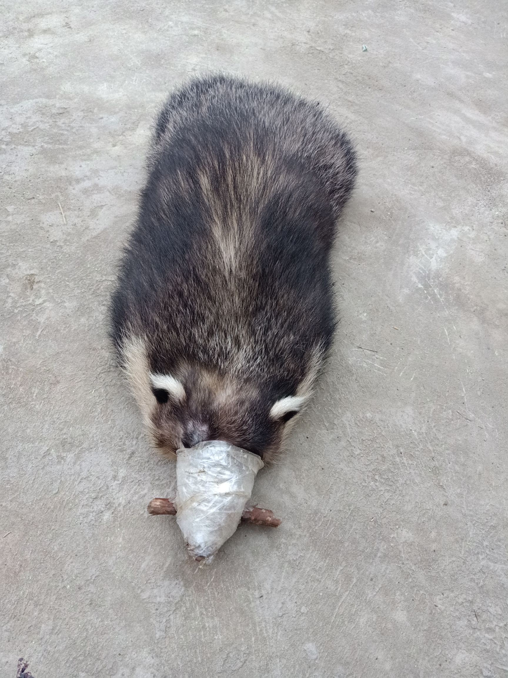 特种野猪 獾猪