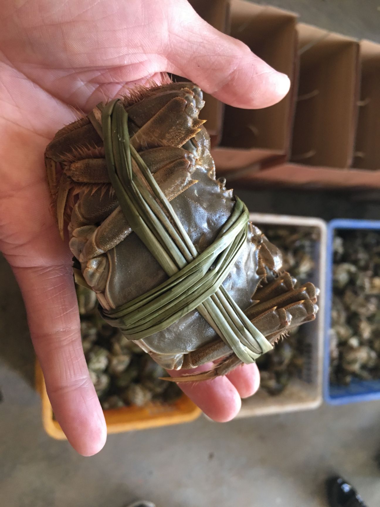 5母批发零售包顺丰塘口螃蟹大闸蟹毛蟹河