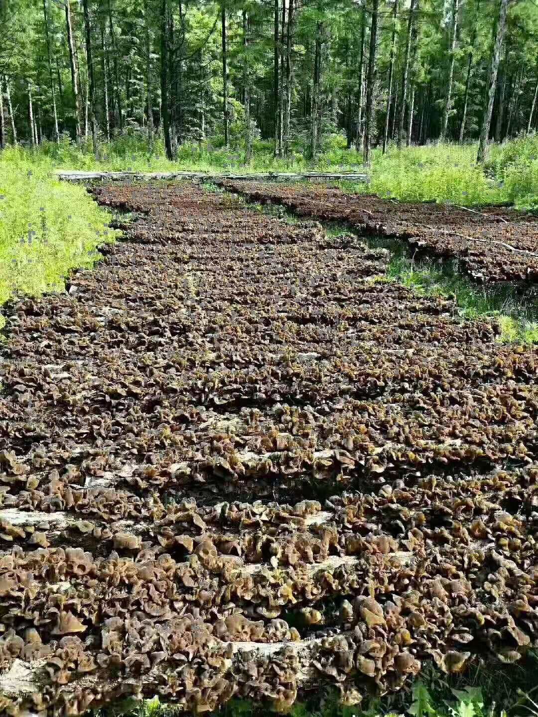 供应大厅  蔬菜 木耳  商品属性 品种名:黑木耳 货品类别:干木耳 泡发