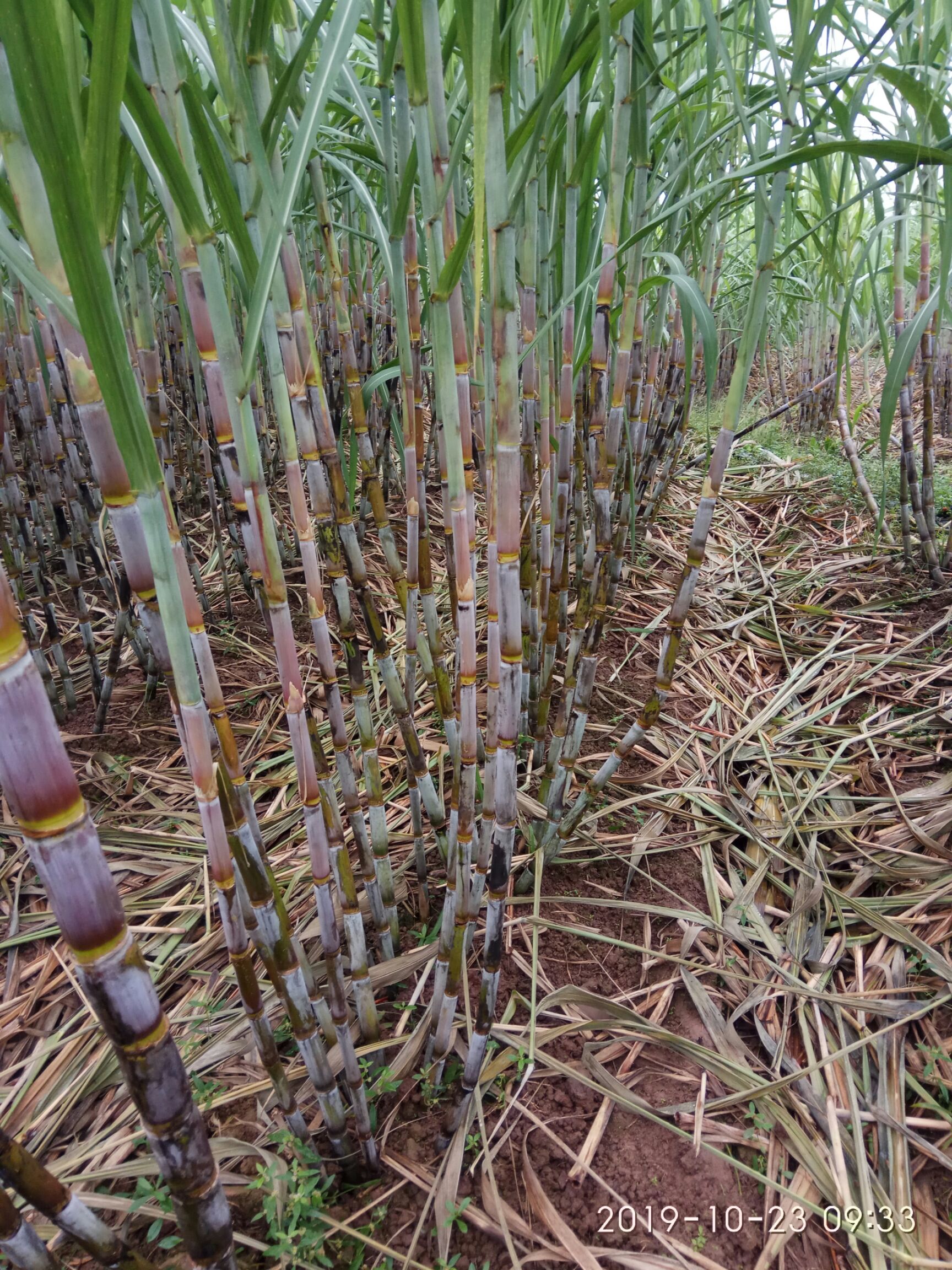 现种植新品种甘蔗,特点是水分多,甜,脆