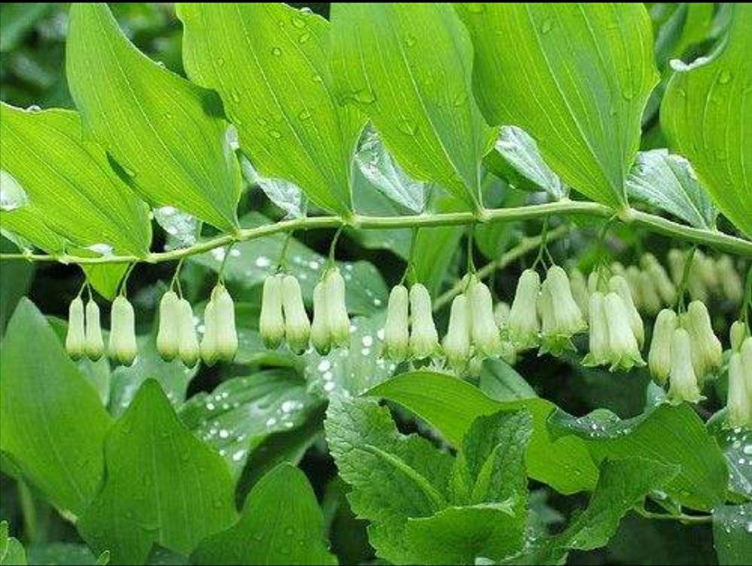 野生种植玉竹,三年以上,不施肥,不打药,自然生长.