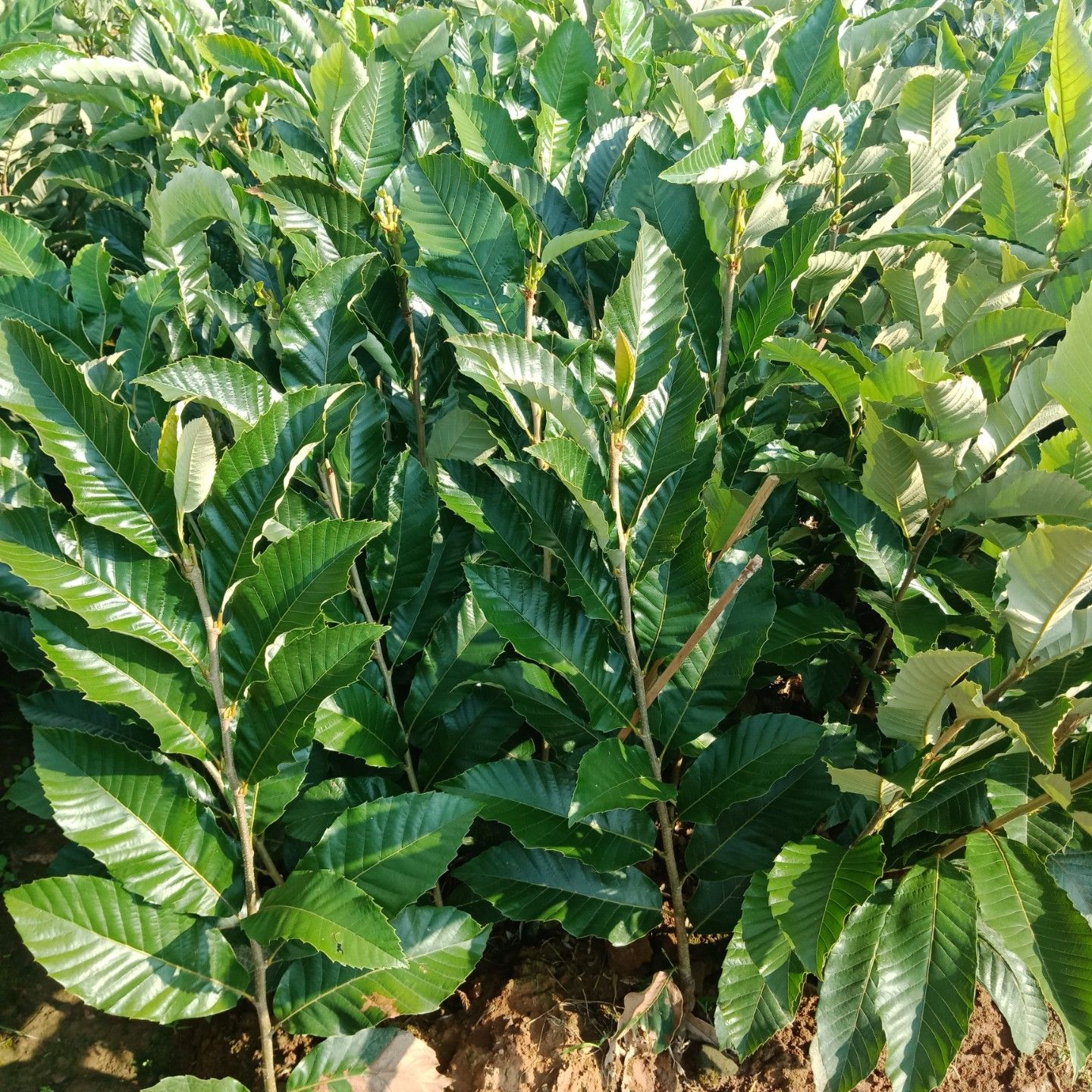大红袍板栗苗 板栗苗早熟板栗苗晚熟板栗苗栗子苗