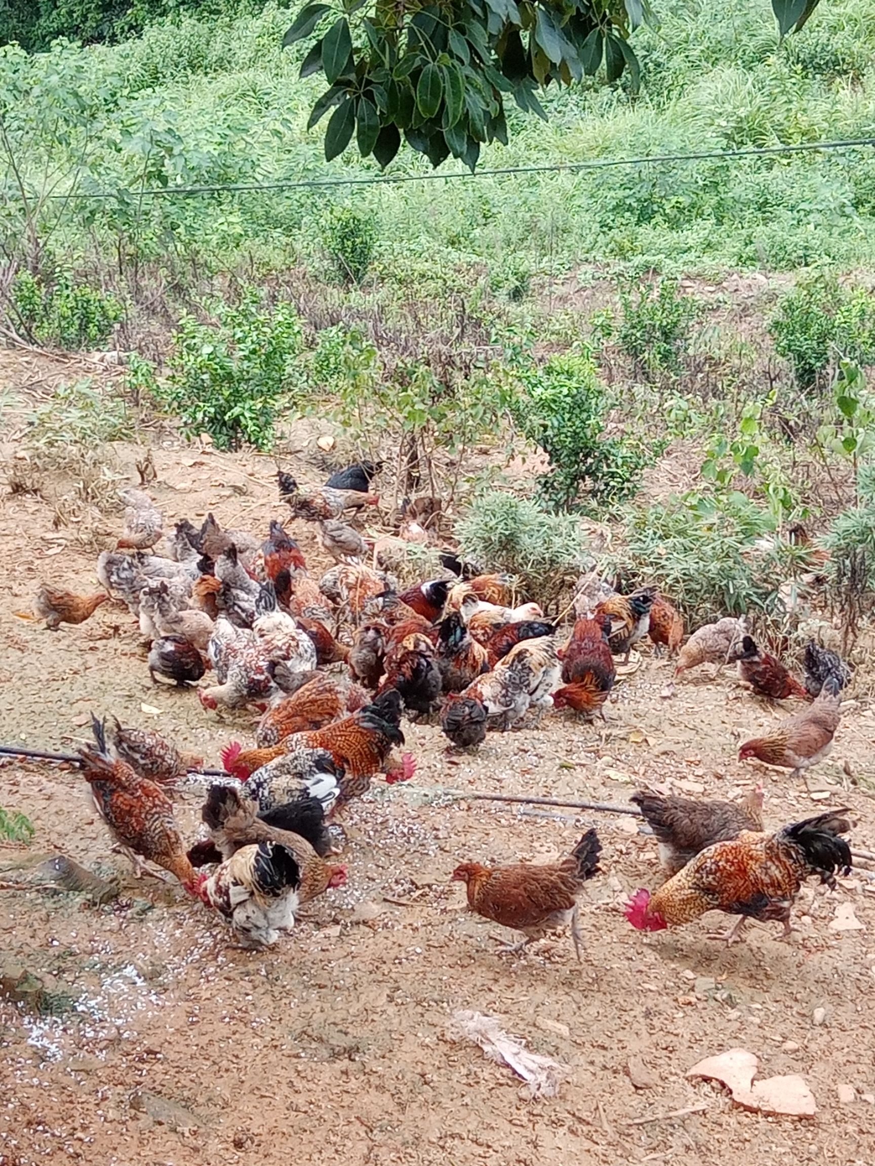 正宗的本地土鸡,100%是养殖.