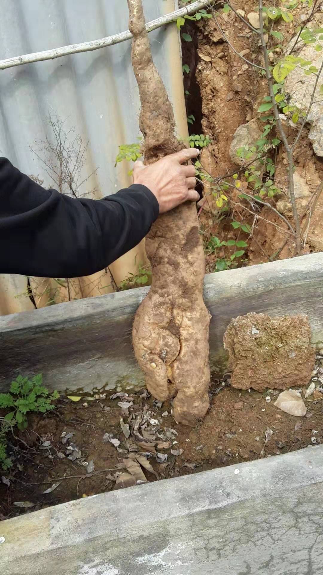 [野生山药批发]纯生山药大山里自然生长而成,生长期都在5年到十几年不