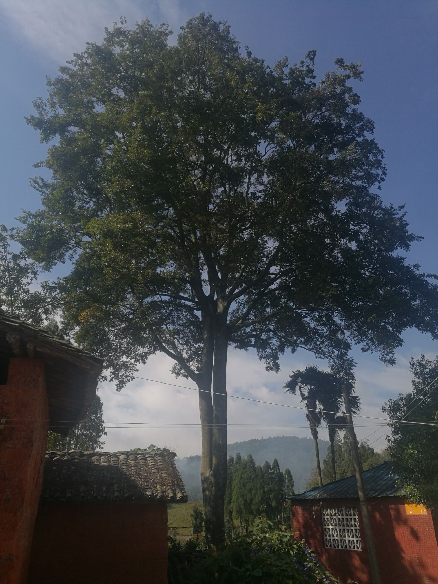 小叶朴树