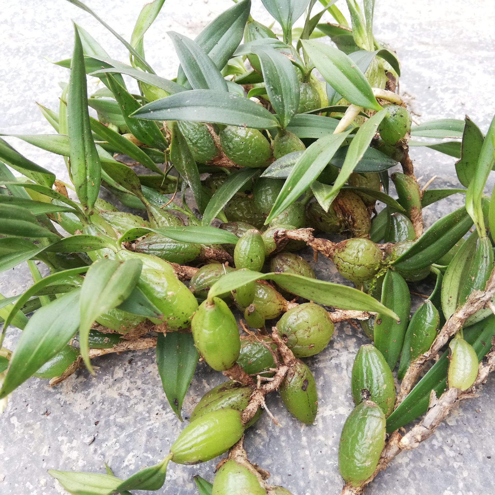 贵州山区野生精选双叶石橄榄小果,剪根,带叶,少杂质!