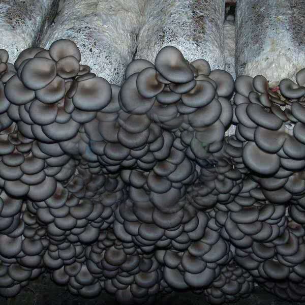 平菇菌种 优质高效抗病平菇 二级种原种 蘑菇种 大量供应 栽培种 批发