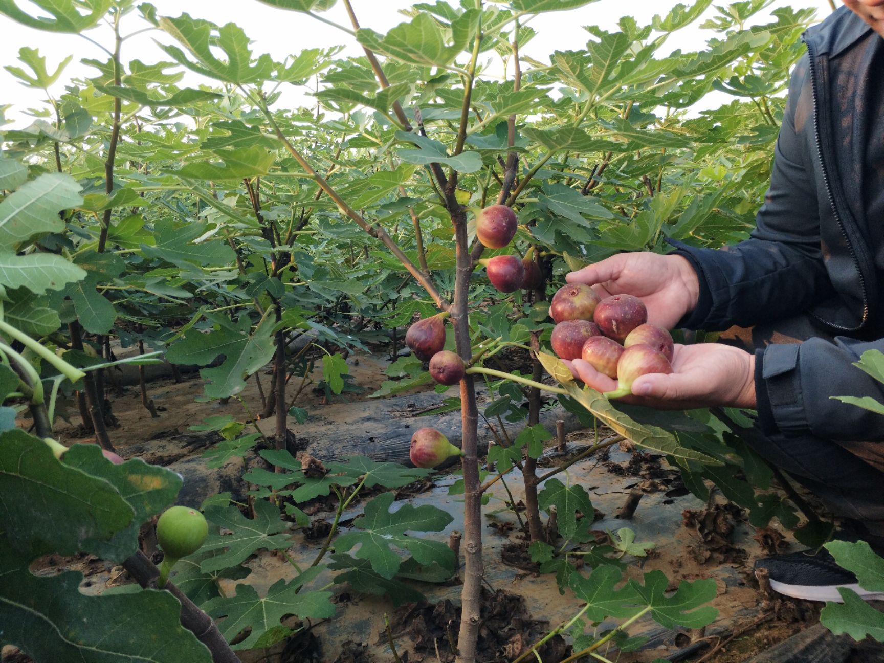 波姬红无花果苗 特大果 现挖现发 基地直销 量大从优