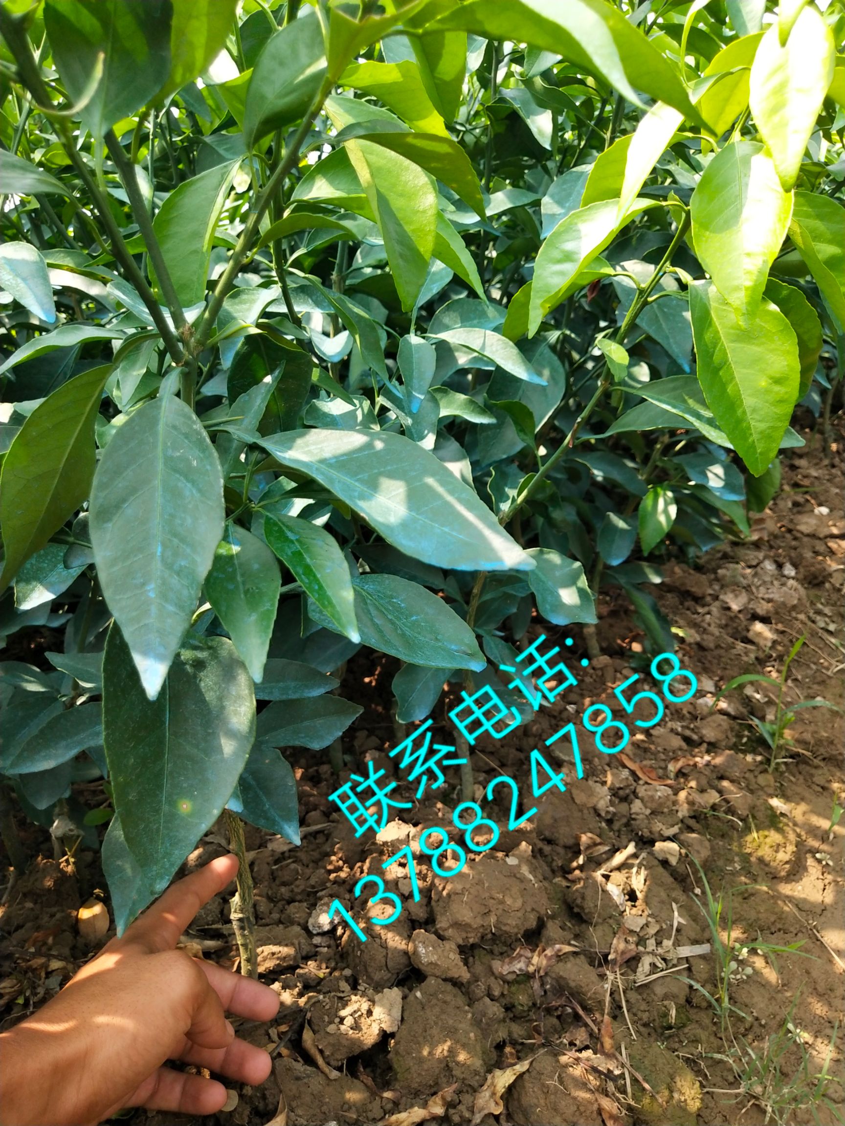 美人红柑桔苗 爱媛38号 红美人柑橘苗