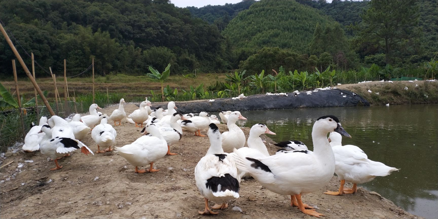 半番鸭,毛水靓,平均9斤以上