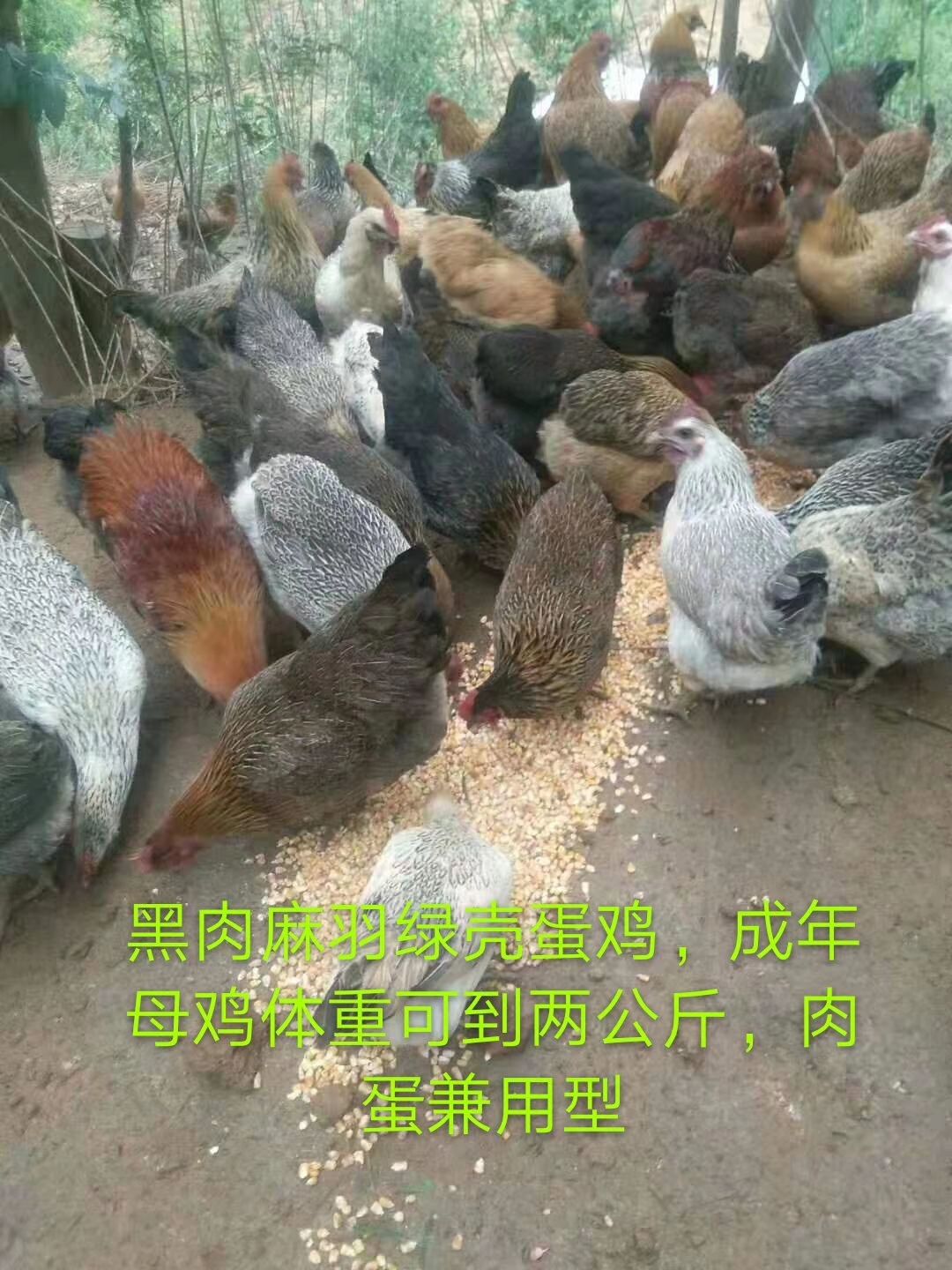 麻羽高产绿壳蛋鸡苗 高产麻羽黑肉绿壳蛋鸡母