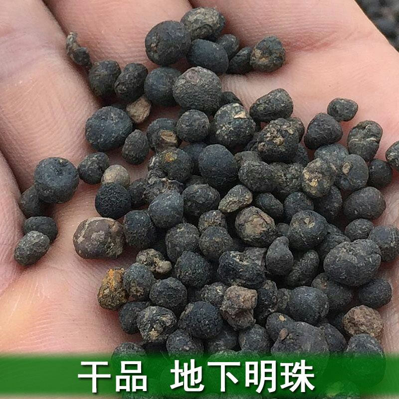 野生地下明珠干品 落地珍珠 一粒金丹陈伤子24小时发货