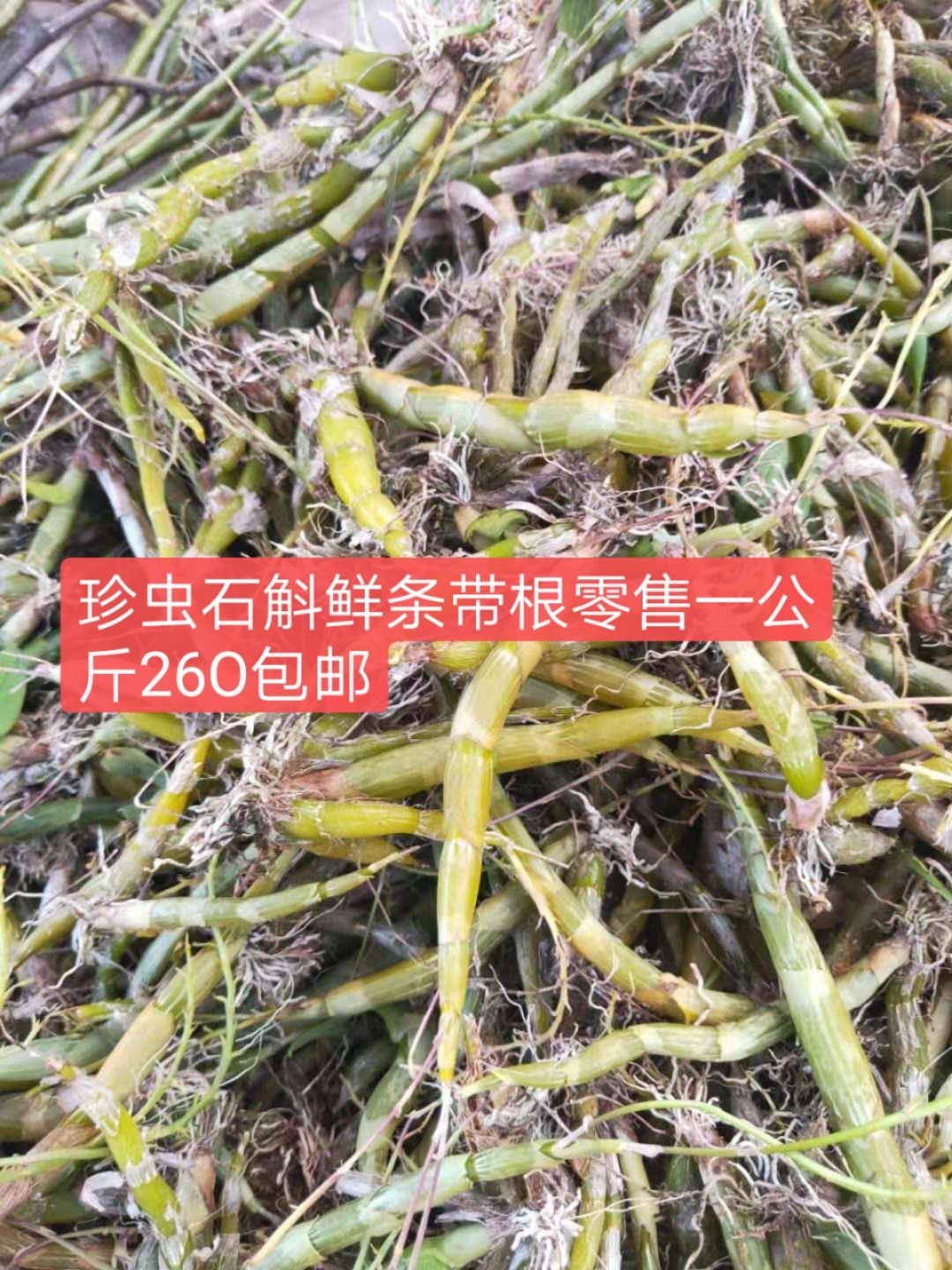 珍虫石斛数量有限,时尔断货,需要预约