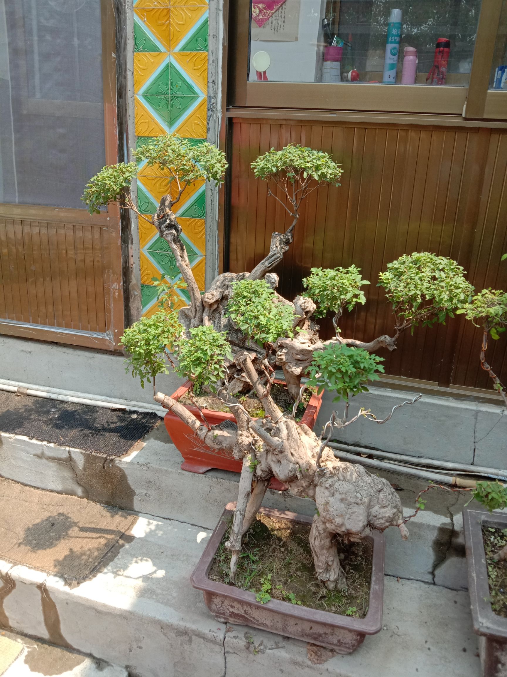 荆棘根盆景 精品荆轲盆景