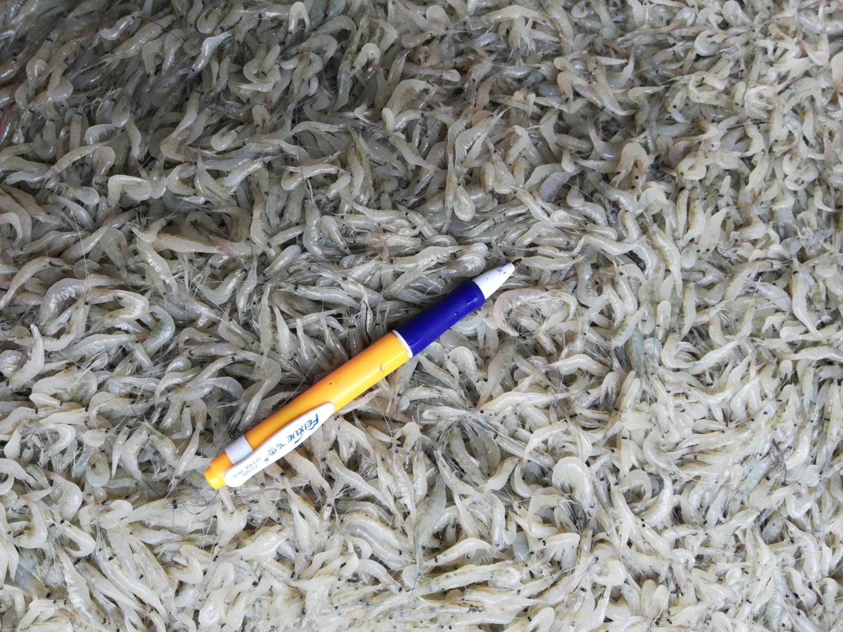 河虾苗 六须虾,五须虾,小河虾