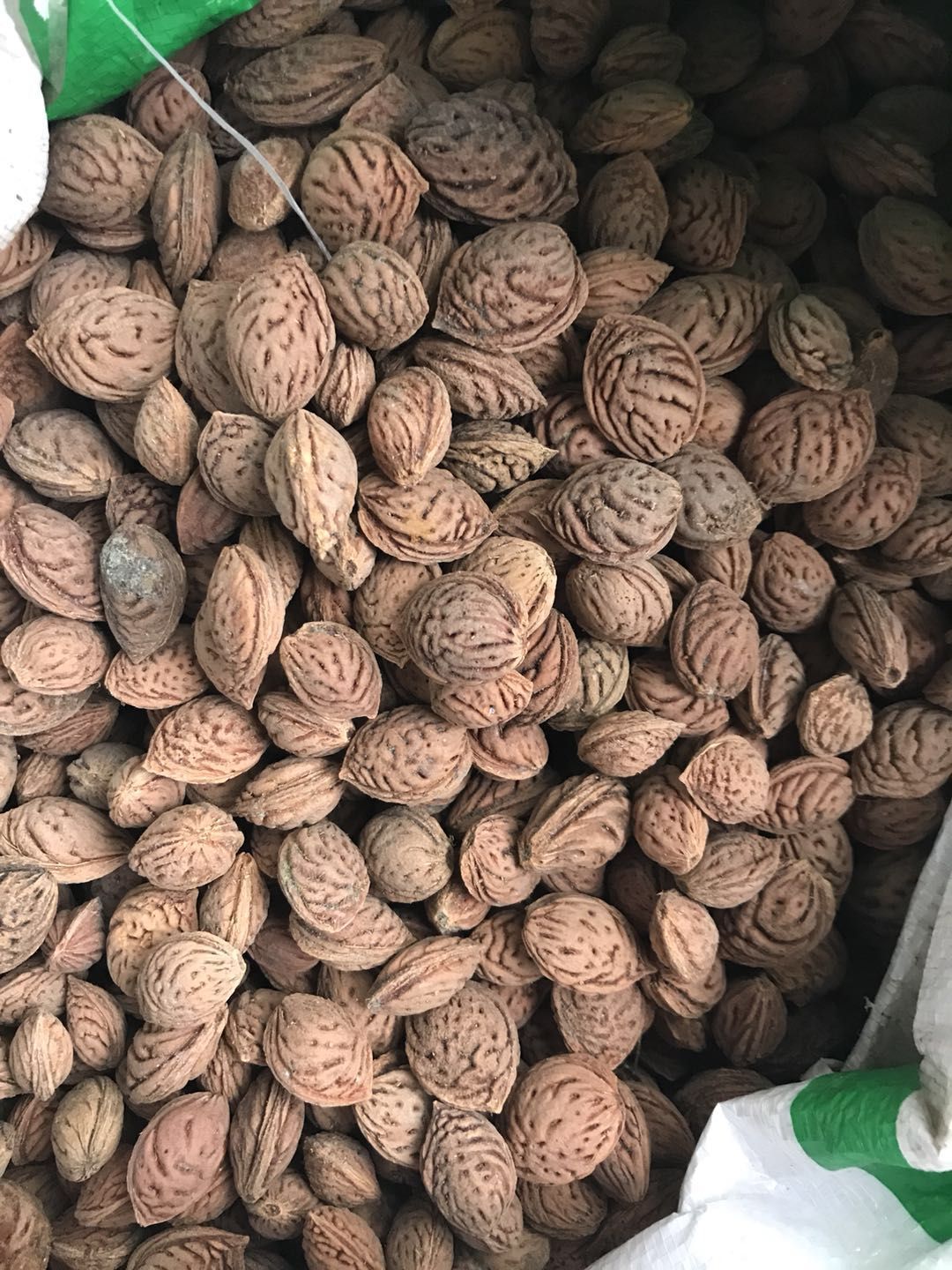 黄金李种子 毛桃种子 *桃子种 桃子种子