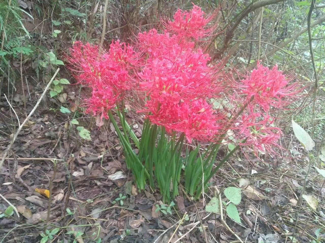 石蒜种子 永生花批发