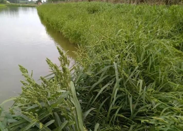 小米草种子 水草鱼虾蟹牧草籽雀叶稗湖南稷子 高产耐水淹耐旱