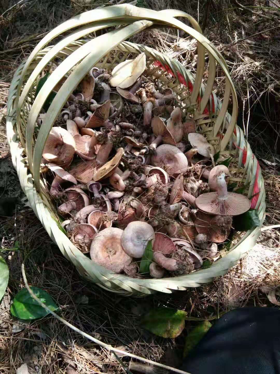 松树菌 松树菇(菌),天然,高原农产品.