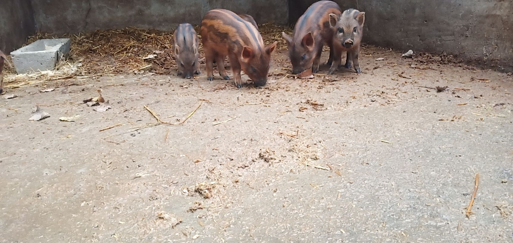 野猪苗,野猪幼崽,野猪活体