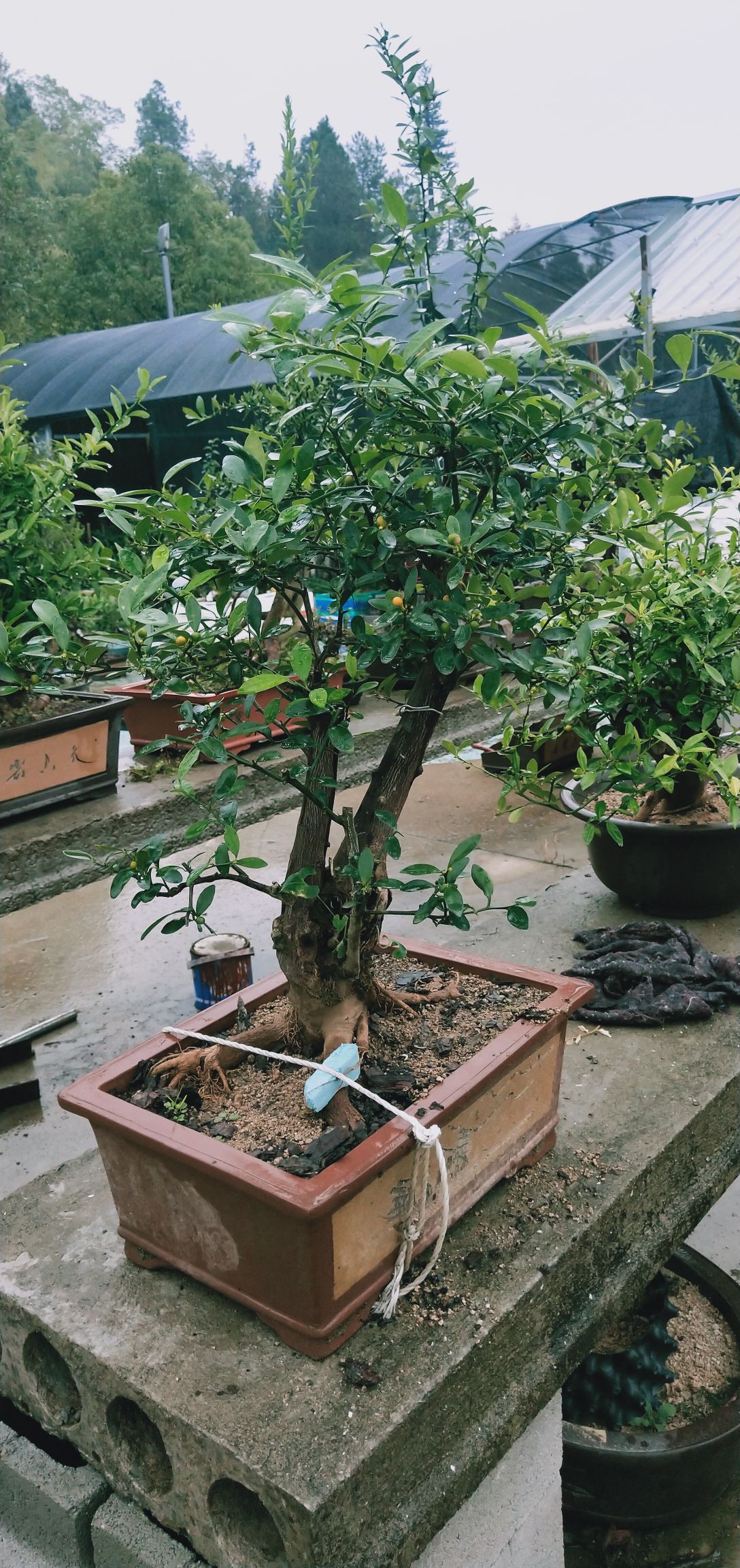 果树盆景 金豆盆景浙江东海金豆