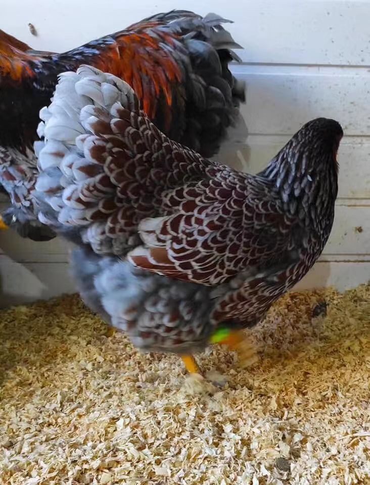 紫怀恩多特鸡观赏鸡种鸡苗,种蛋200,想了解的请联系.