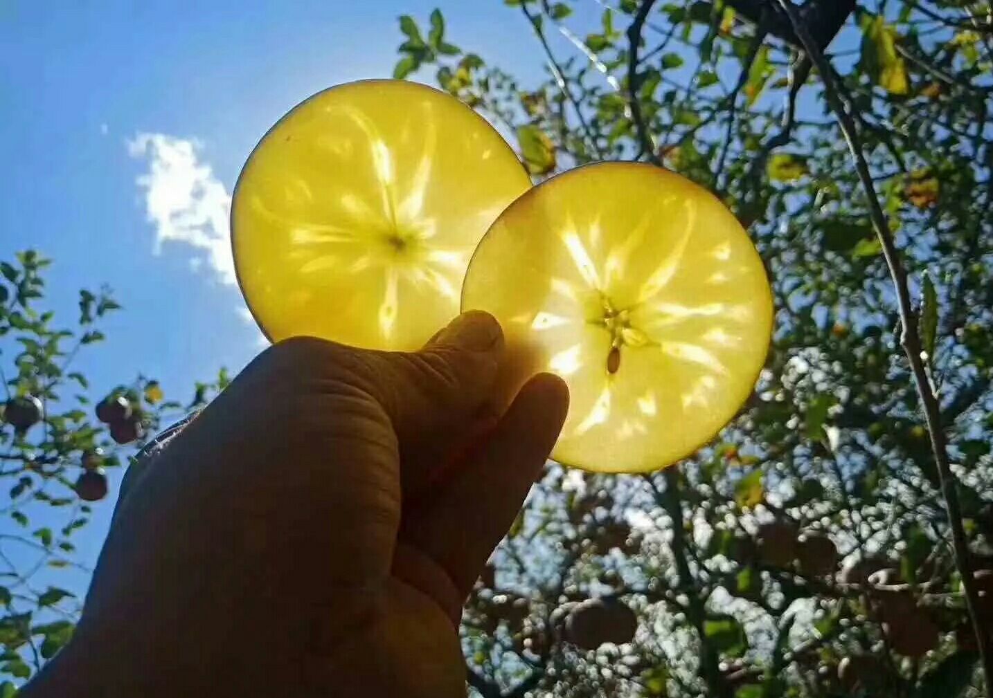 昭通糖心苹果