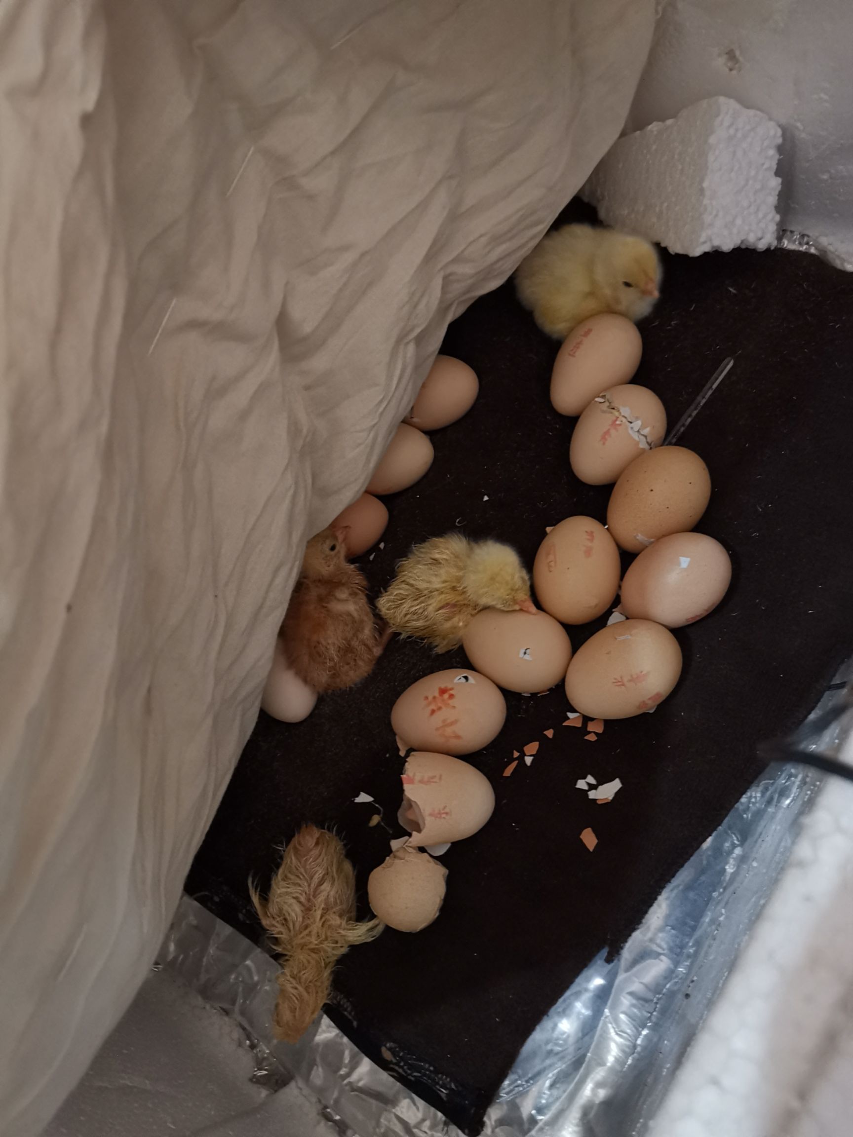 紫怀恩多特鸡观赏鸡种鸡苗,种蛋200,想了解的请联系.