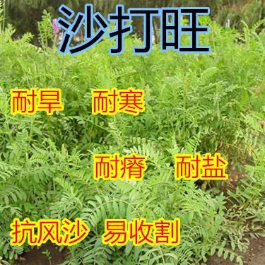 沙打旺种子多年生牧草种子防沙固土护坡草耐寒耐旱盐碱草籽包邮