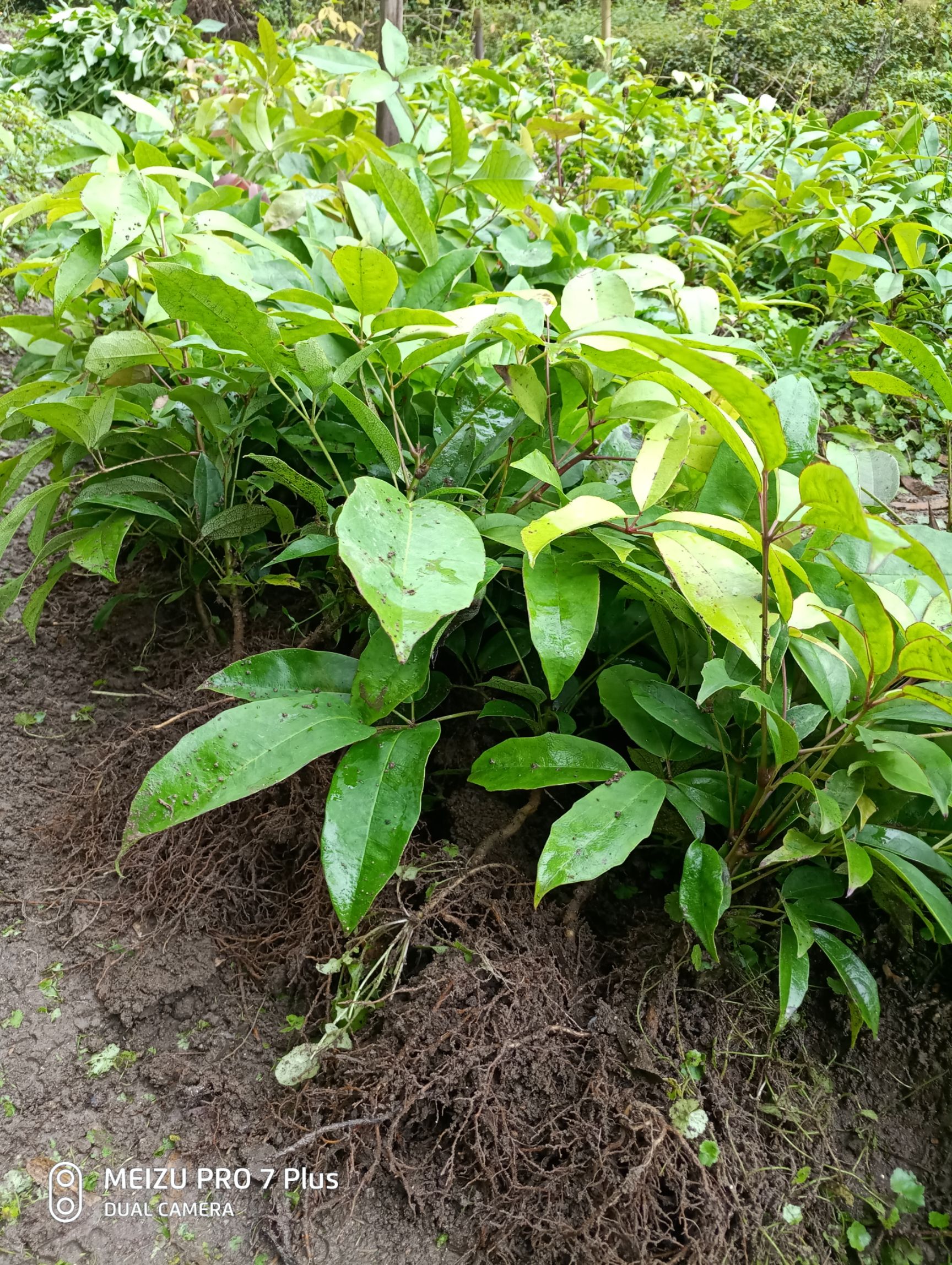 供应晚熟新品八月瓜鲜果八月炸口感好质量优