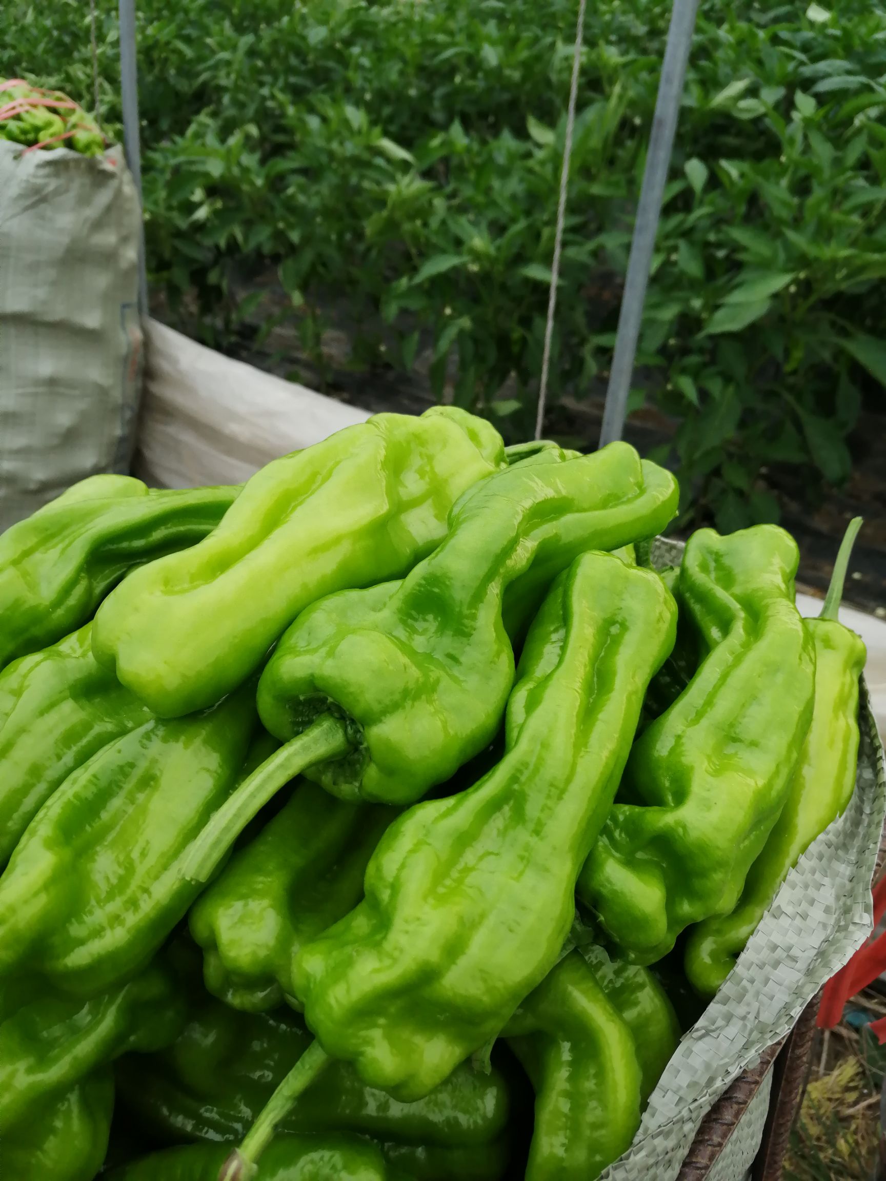 薄皮辣椒,基地大棚种植量大货优交通便利欢迎各位老板光临惠顾
