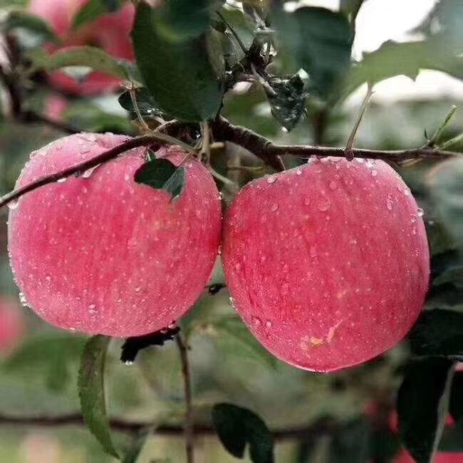 红富士苹果 甘肃静宁红富士