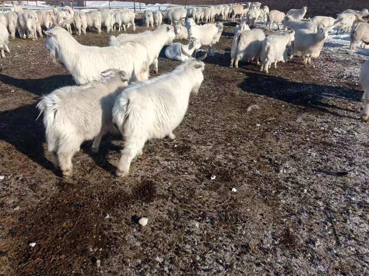 内蒙古50-80斤黑山羊
