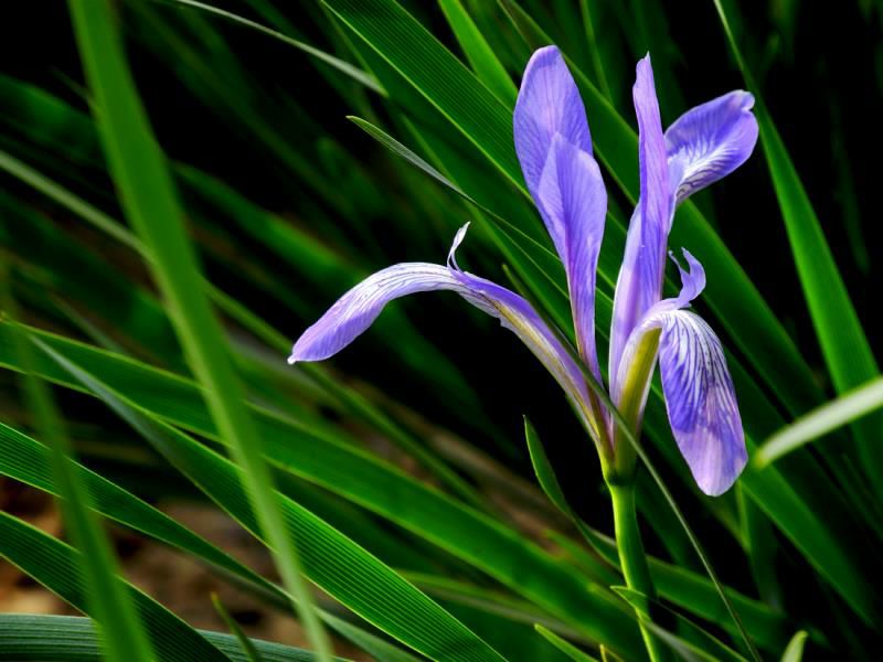 马莲籽种子马兰花籽马莲花马兰籽马兰花种子