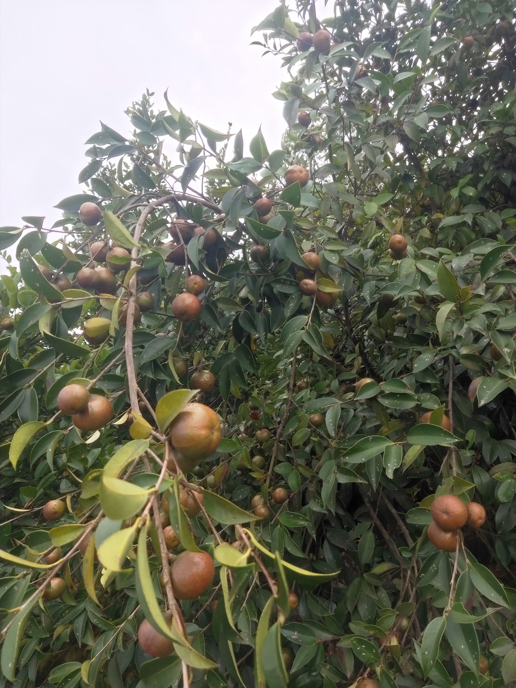 油茶树苗60100公分精品好苗顺丰包邮