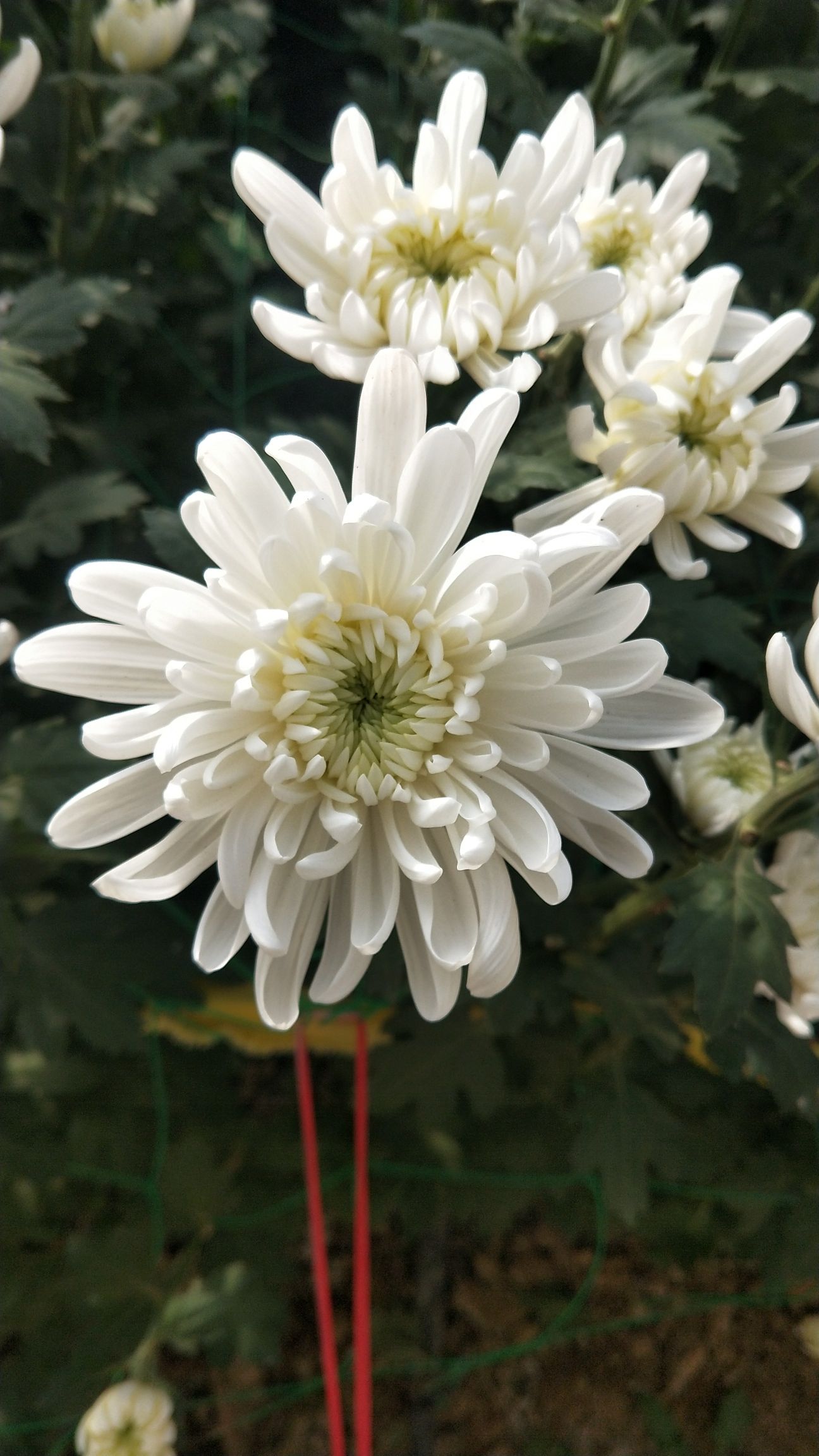 白菊
