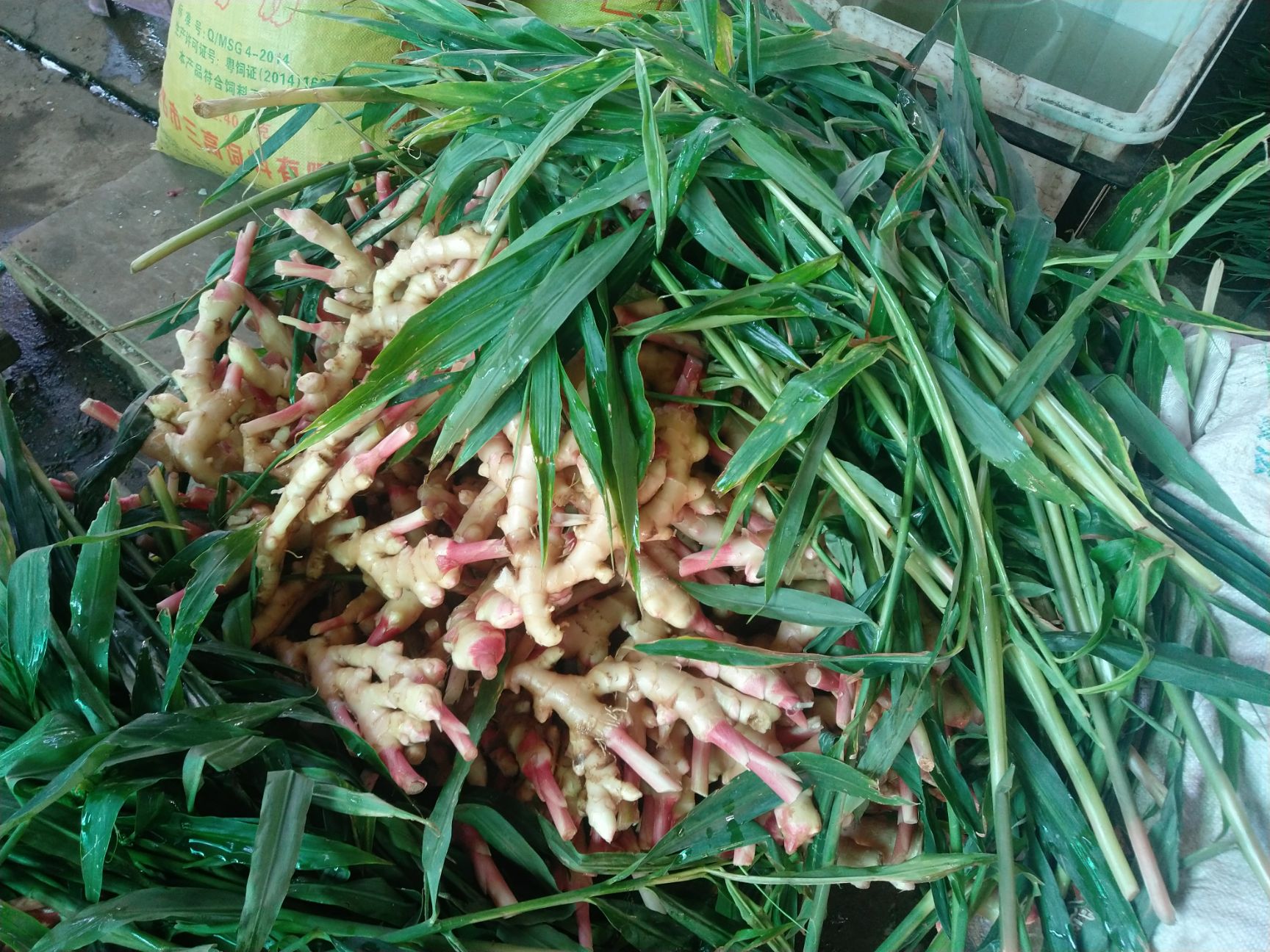 红芽姜 混装通货 水洗