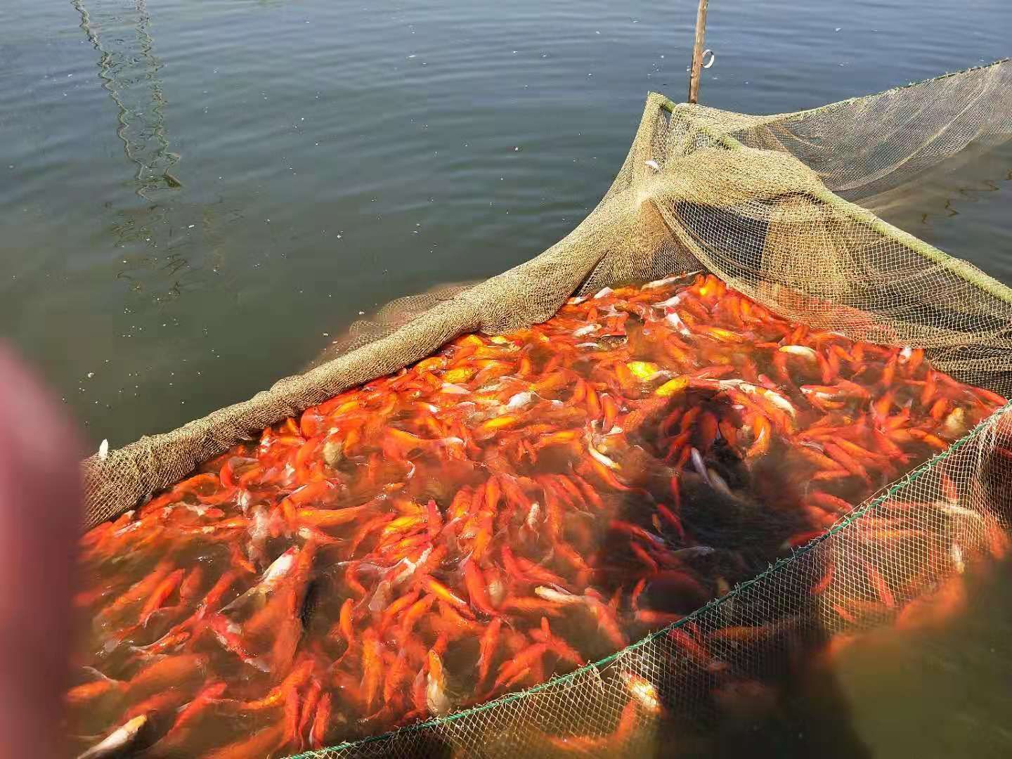红草金鱼 观赏鱼洋鱼红草红鲫渔场发货