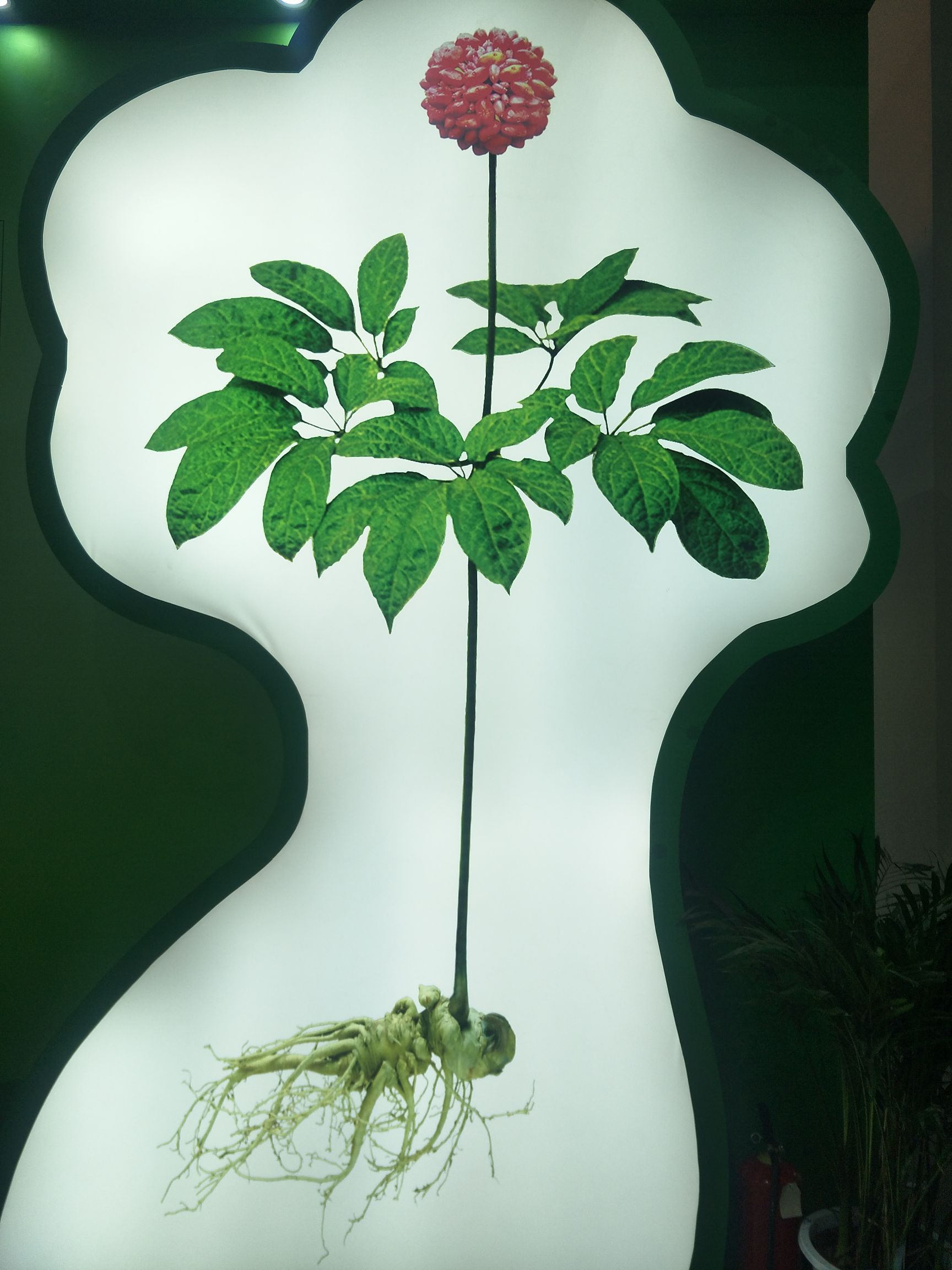 新鲜三七5至6个一斤的
